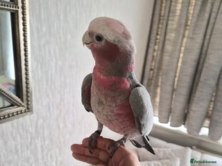 Cockatoo birds Galah Cokatoo - Advert 1