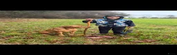 Labrador Retriever dogs for sale: KC Working Black Labrador Puppies  in Fordingbridge - Advert 4