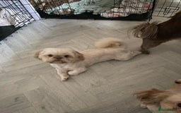 Shih Tzu dogs for sale: Stunning imperial Shih Tzu pups ready now - Image 15