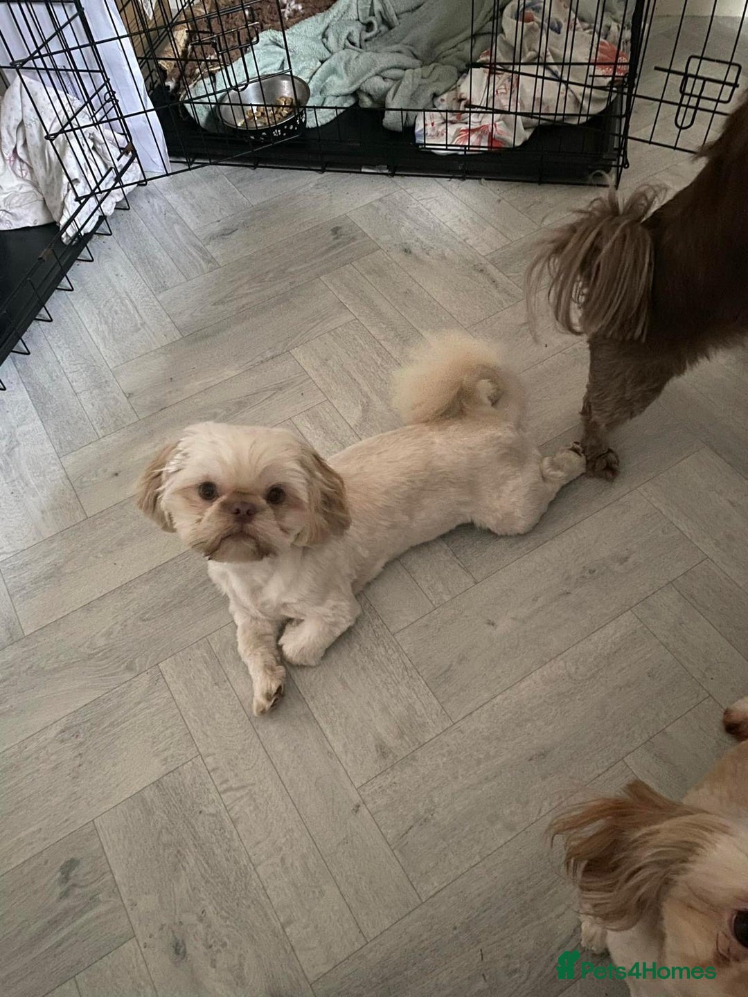 Shih Tzu dogs for sale: Stunning imperial Shih Tzu pups ready now - Image 15