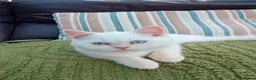 British Shorthair cats for sale: Beautiful cream colour point girl  - Advert 1