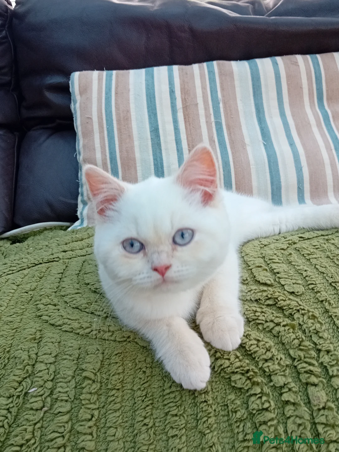 British Shorthair cats for sale: Beautiful cream colour point girl  - Advert 1