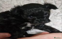 Mixed Breed dogs for sale: Papipoo puppies. DNA health tested parents  - Image 5
