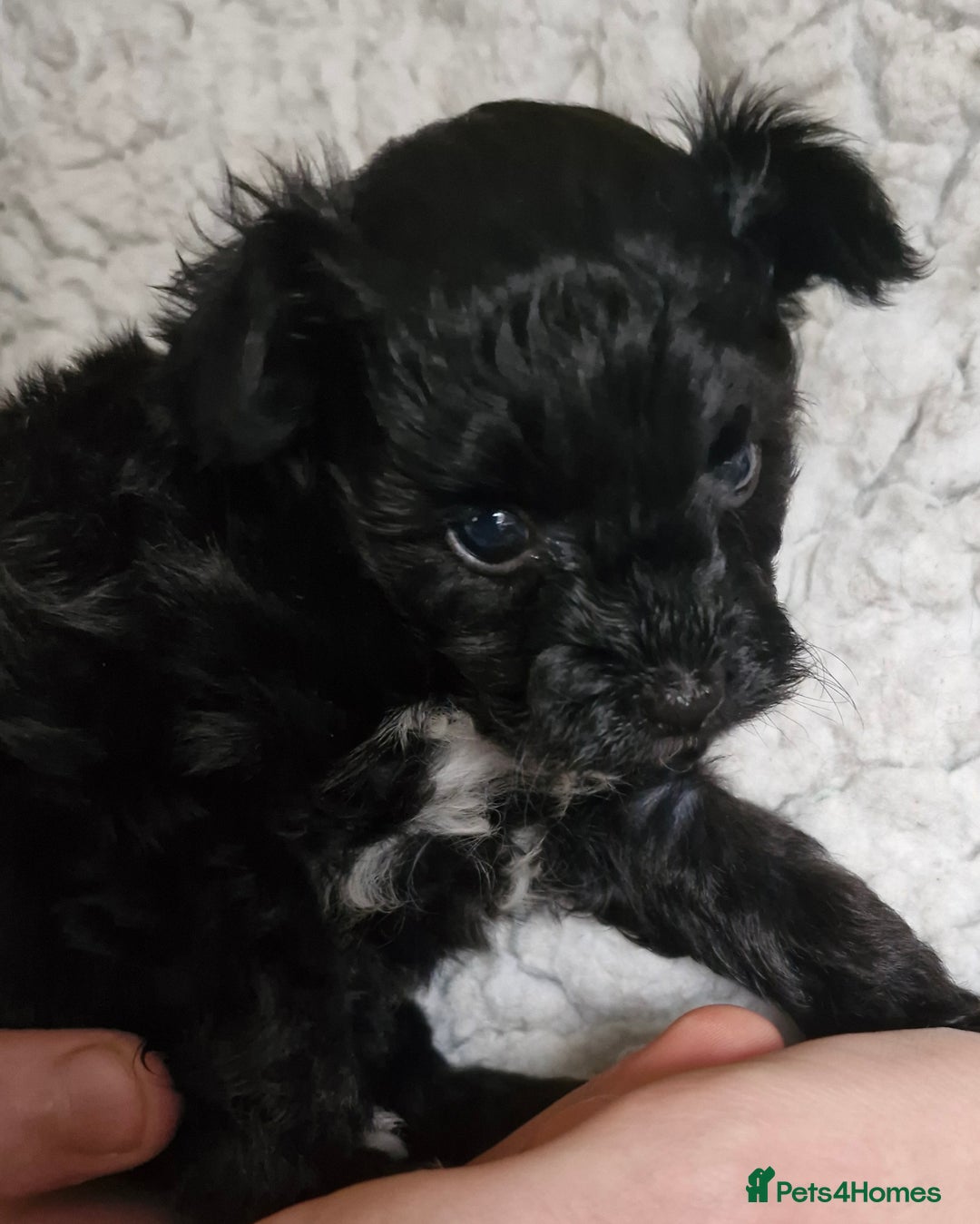 Mixed Breed dogs for sale: Papipoo puppies. DNA health tested parents  - Image 5