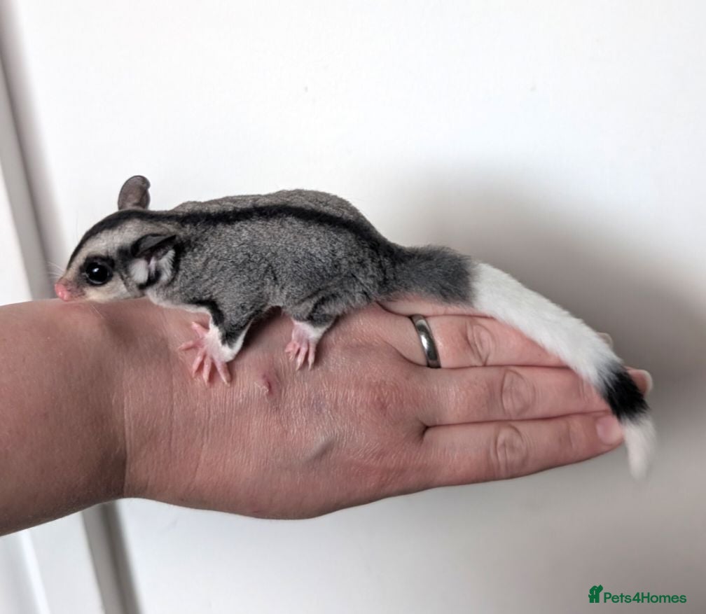 Sugar Glider rodents Two female sugar gliders - Advert 12