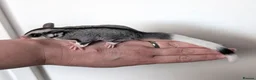 Sugar Glider rodents for sale: Mosaic Ringtail Female Sugar glider joey - Advert 1