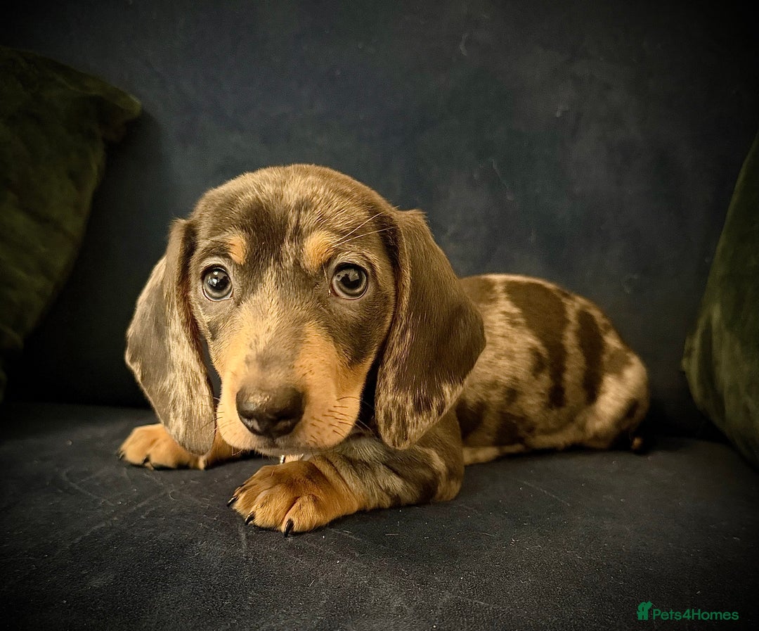 Miniature Dachshund dogs for sale: KC registered miniature Dachshund puppies  - Advert 17