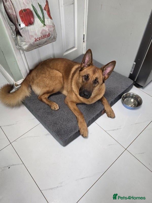 Mixed Breed dogs for sale: Astrid - Advert 4