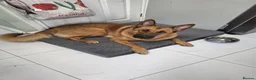 Mixed Breed dogs for sale: Astrid in Burry Port - Advert 1