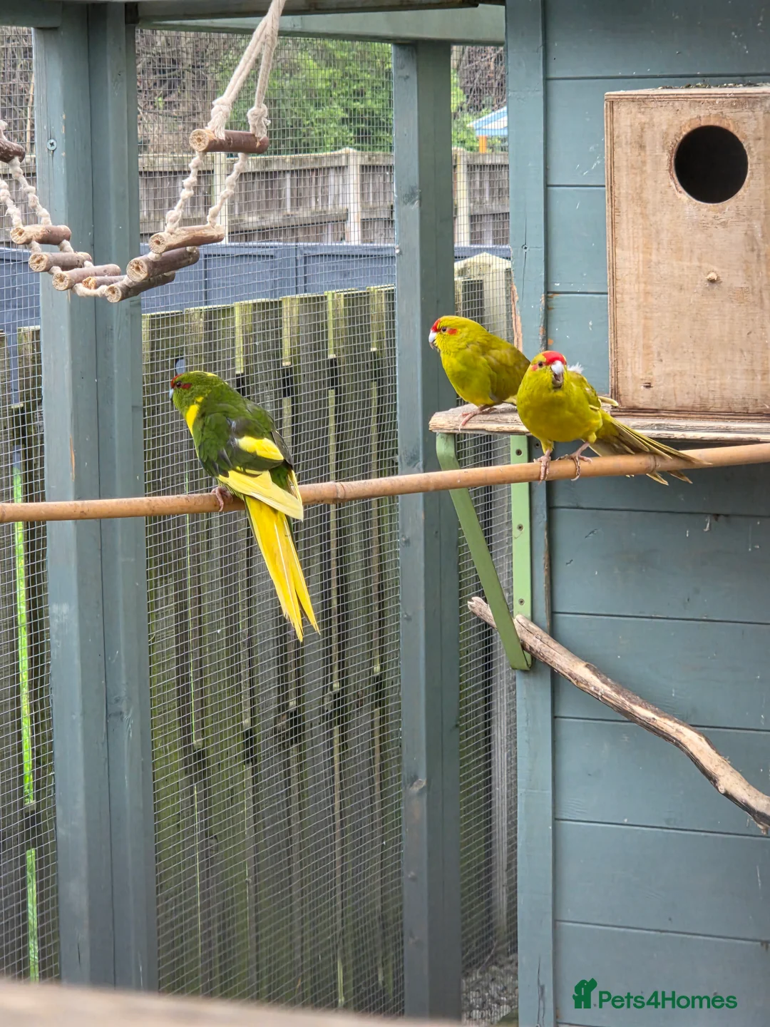 Parakeets birds for sale: Young Kakarikis For Sale - Advert 6