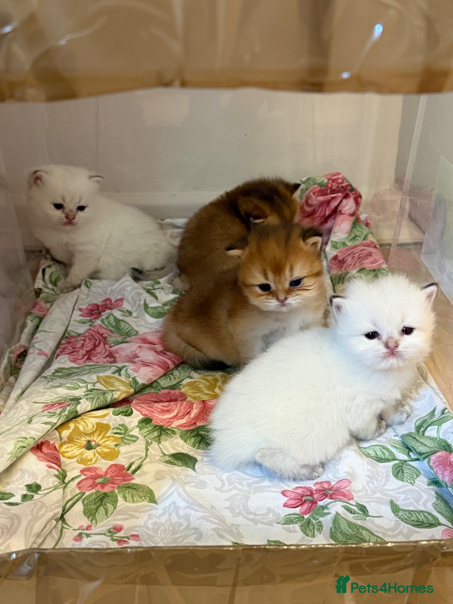 British Longhair cats NY12 GOLDEN SHADED & WHITE BRITISH LONG HAIR - Advert 4