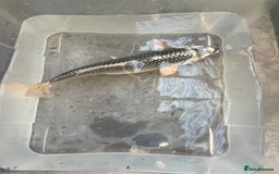 Koi Carp fish for sale: 💥QUALITY KOI CARP COLOURFUL NICE SELECTION💥 - Image 8