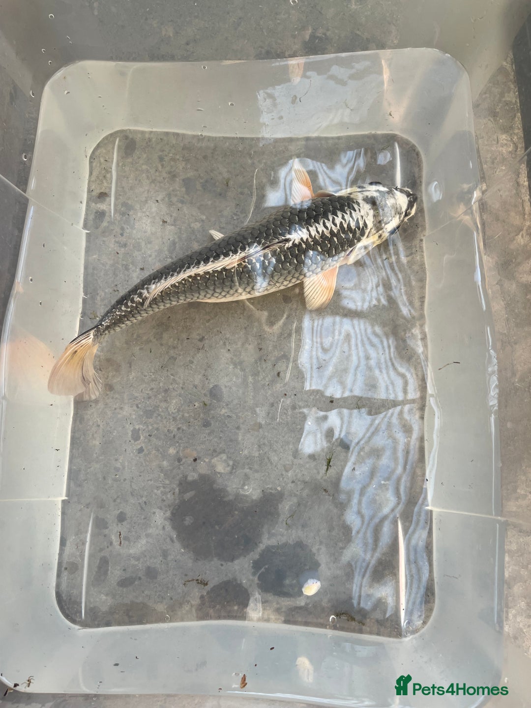 Koi Carp fish for sale: 💥QUALITY KOI CARP COLOURFUL NICE SELECTION💥 - Image 8