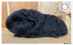 Guinea Pig rodents for sale: Swiss Guinea Pigs - Advert 3