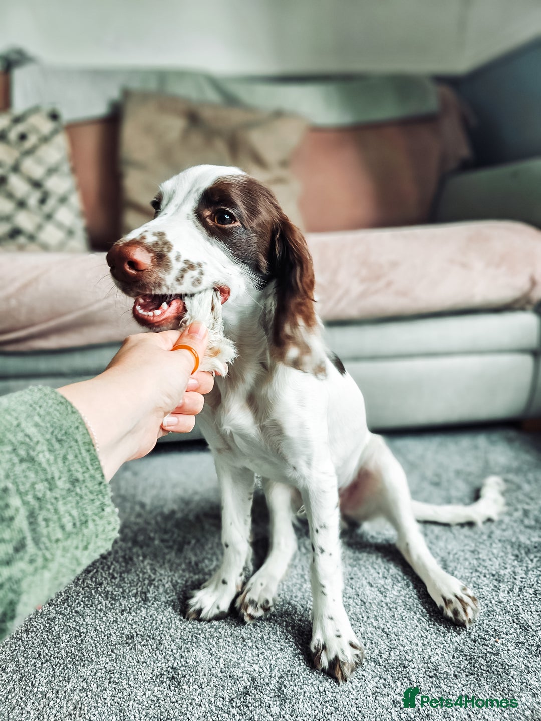 English Springer Spaniel dogs for sale: Forrest, 1.5yr old male ESS - Image 3