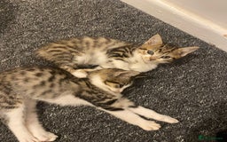 Mixed Breed cats for sale: Female kitten 9 weeks old  - Image 3