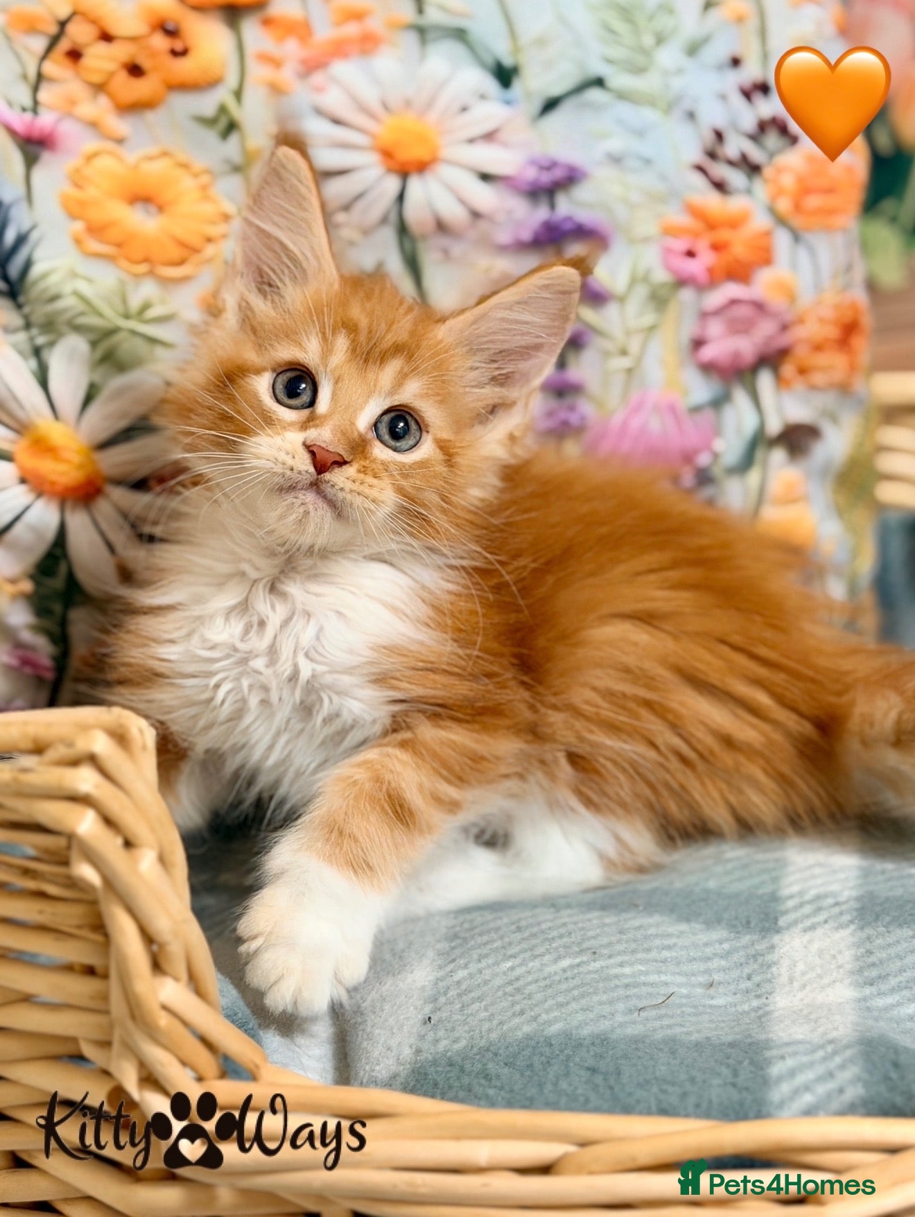Maine Coon cats 🐾🦁 *TICA REG* GINGER MAINE COON KITTENS🦁🐾 - Advert 1