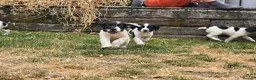 English Springer Spaniel dogs for sale: springer spaniel litter. 2 AVAILABLE  - Advert 10