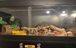 Python Snake reptiles for sale: Carpet python  - Advert 3
