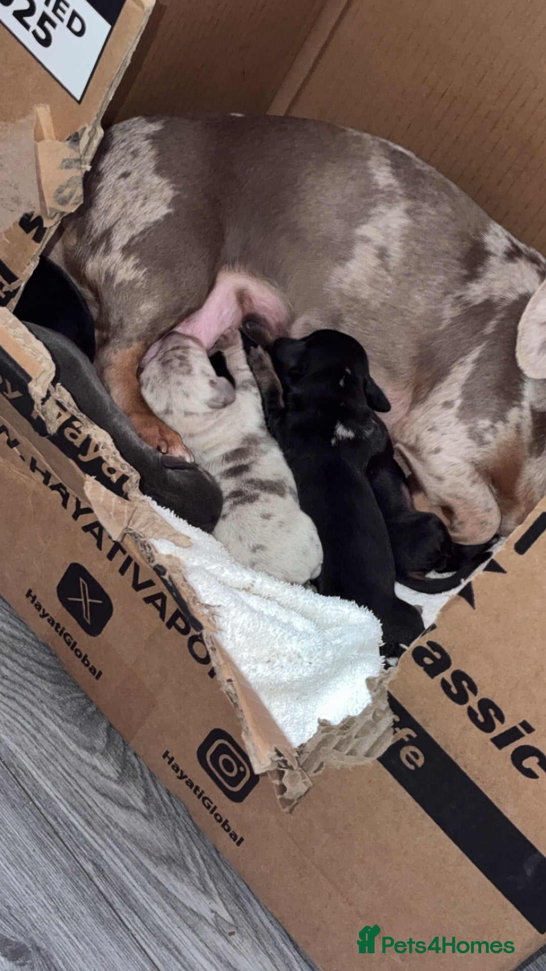 Dachshund dogs for sale: 2 male dachshund available for loving homes - Image 3