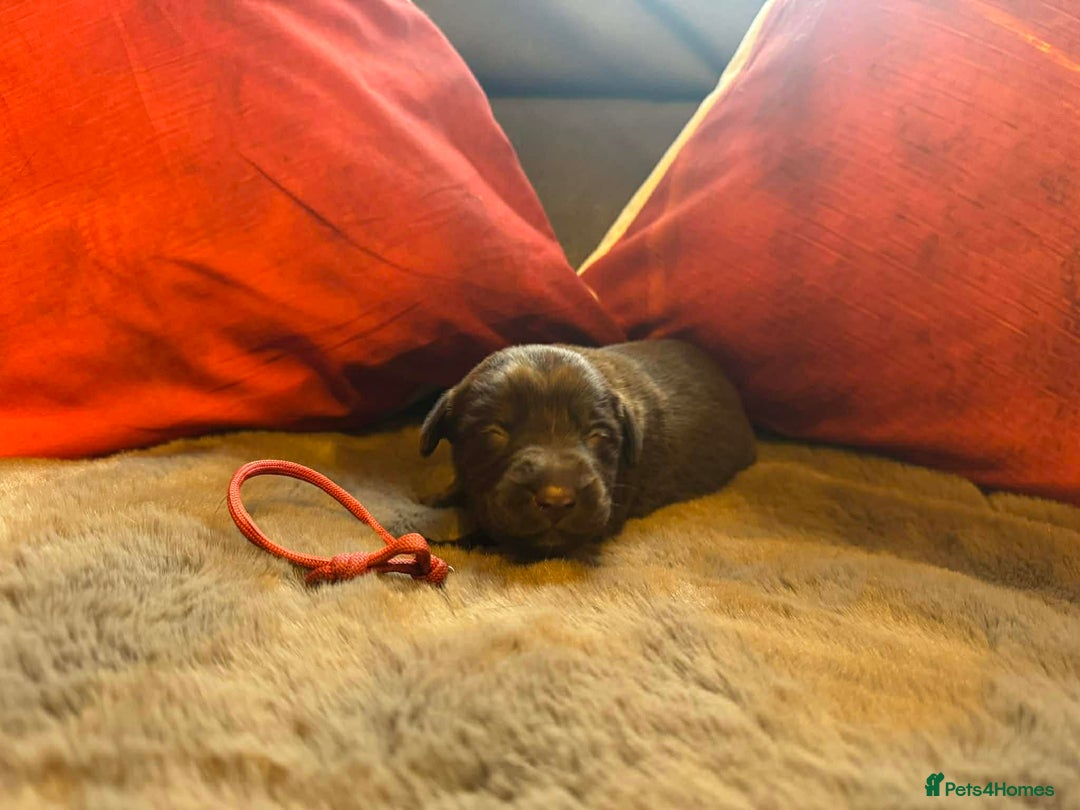 Mixed Breed dogs for sale: Labrador retriever cross - Advert 12