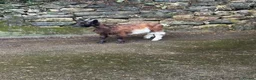 Goats livestock for sale: Female Valais blackneck goat  - Advert 2