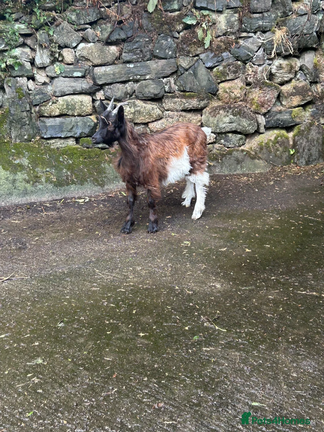 Goats livestock for sale: Female Valais blackneck goat  - Advert 2