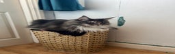 Maine Coon cats for sale: Pedigree registered female maine coon for sale - Advert 4