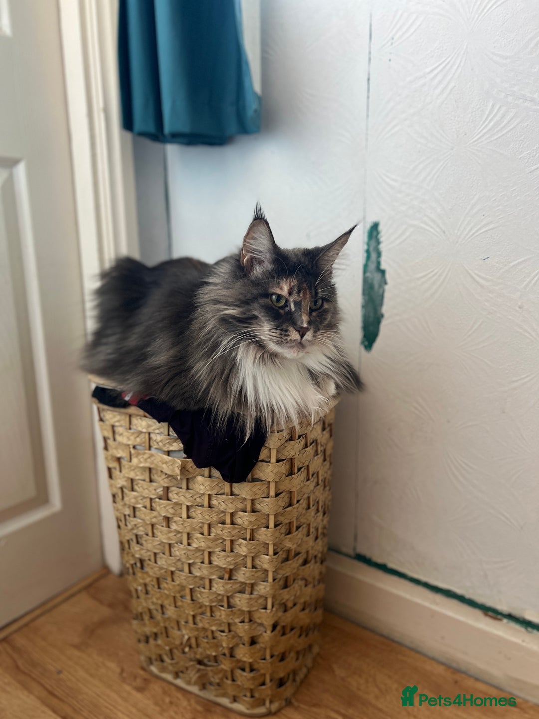 Maine Coon cats for sale: Pedigree registered female maine coon for sale - Advert 4
