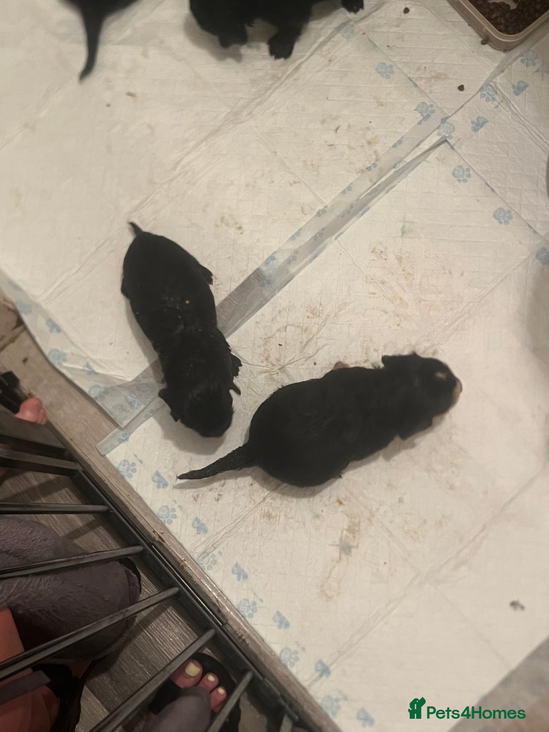 Cocker Spaniel dogs for sale: Beautiful show cocker GIRLs - Image 2