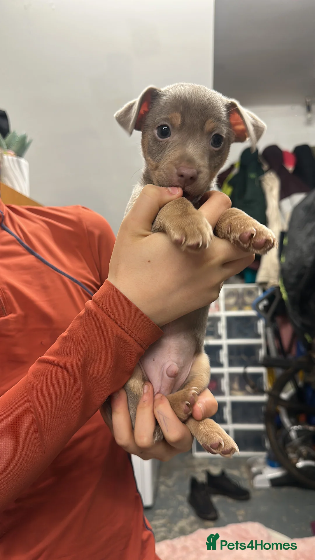 Jack Russell dogs for sale: Jack Russel puppies  - Advert 3