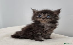 Maine Coon cats for sale: Pedigree Maine Coon Kittens for sale  - Image 5