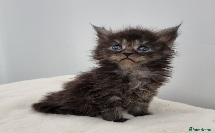 Maine Coon cats - Advert 15