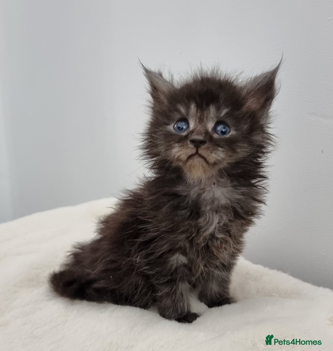 Maine Coon cats for sale: Pedigree Maine Coon Kittens for sale  - Image 5