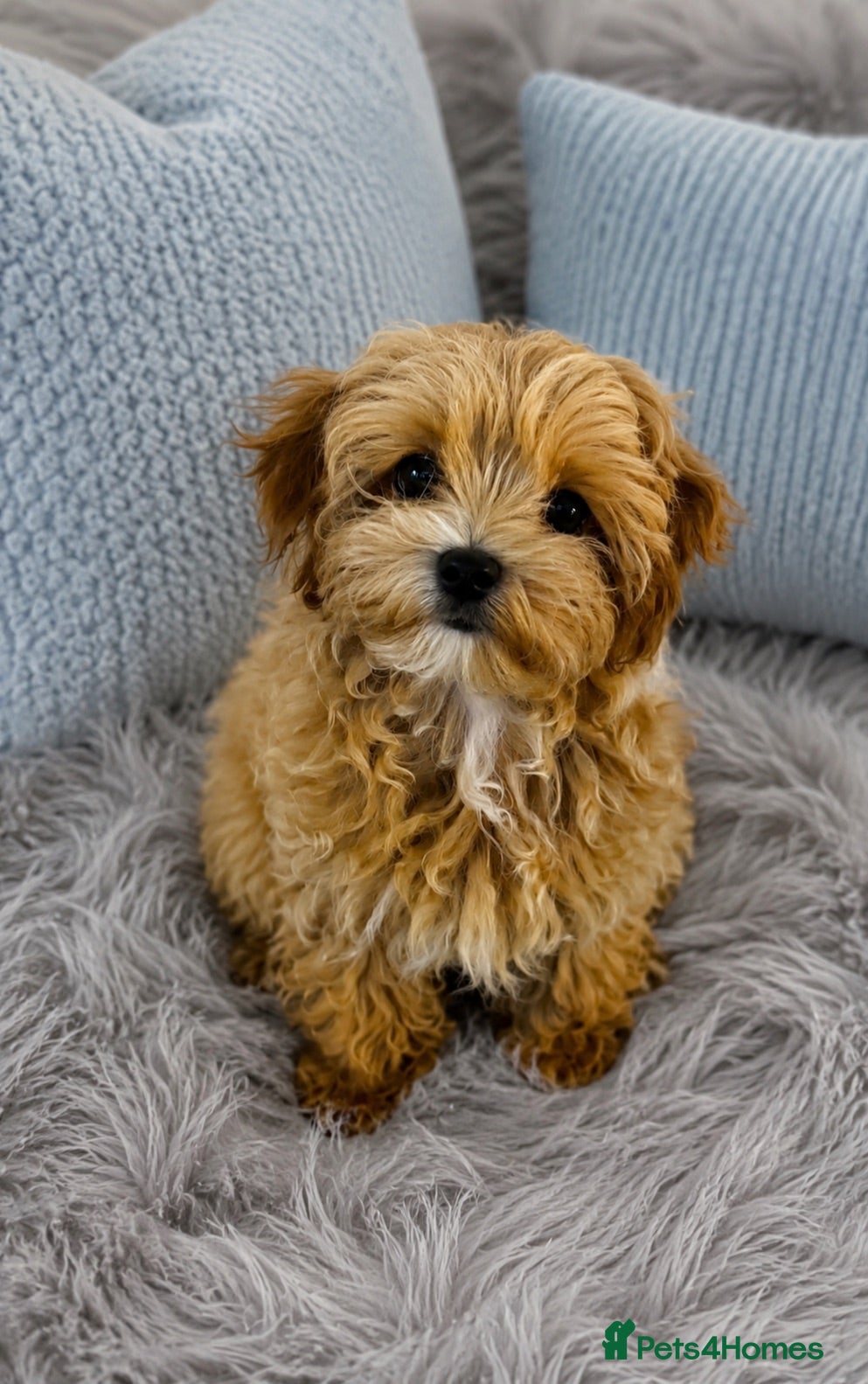 Maltipoo dogs Tiny Asian Maltipoo. DNA tested parents. - Advert 1
