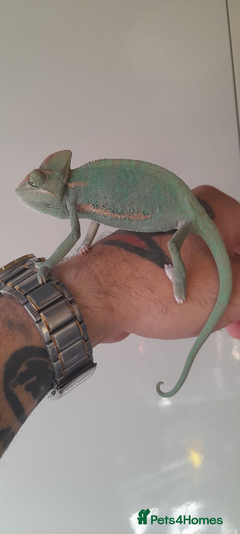 Chameleon reptiles Veiled chameleons  - Advert 1
