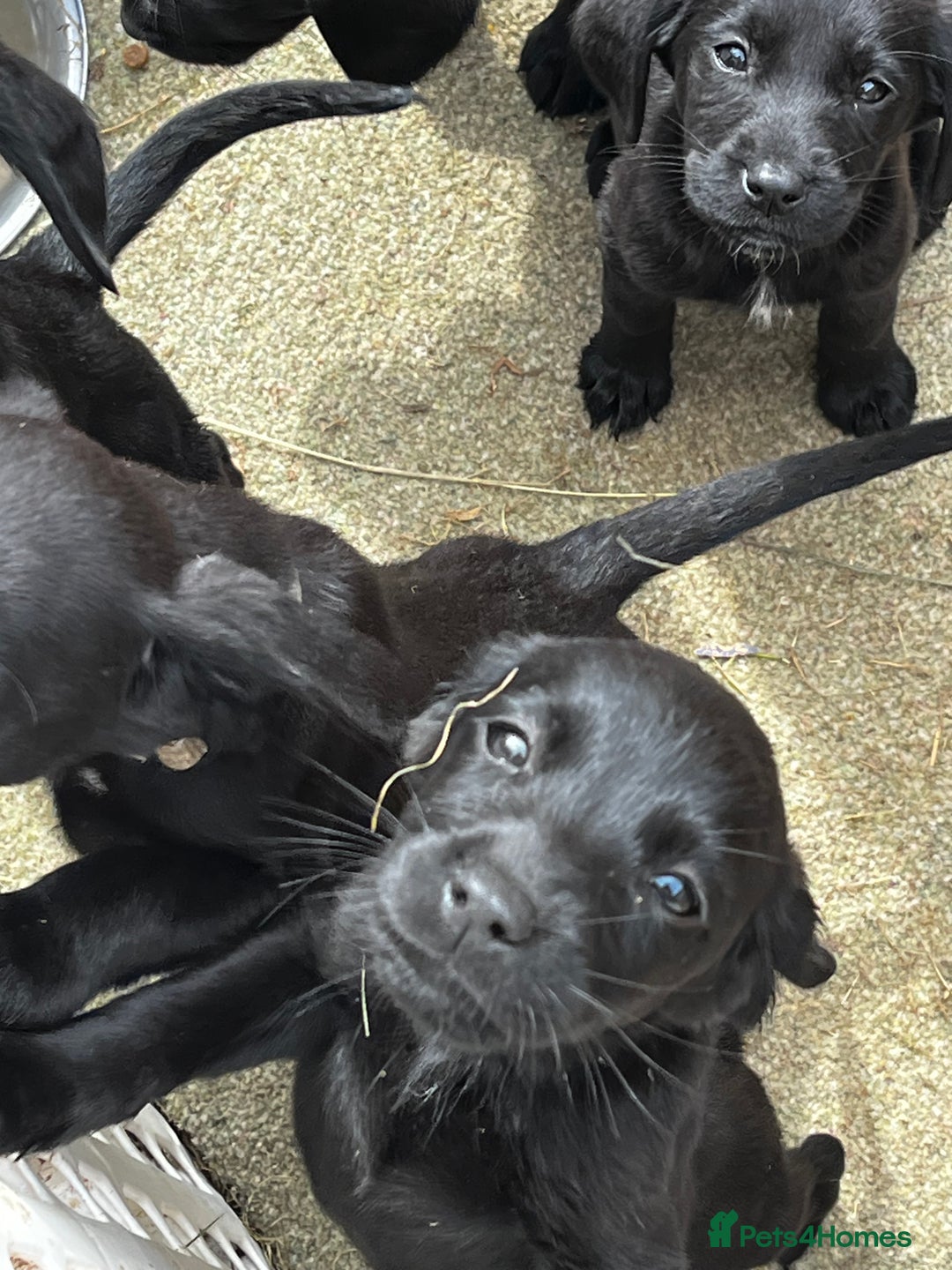 Labrador Retriever dogs for sale: Lab pups x9. - Image 5