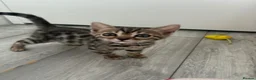 Bengal cats for sale: Bengal babies  in Boston - Advert 6