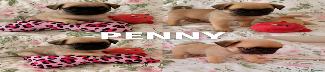 Penny