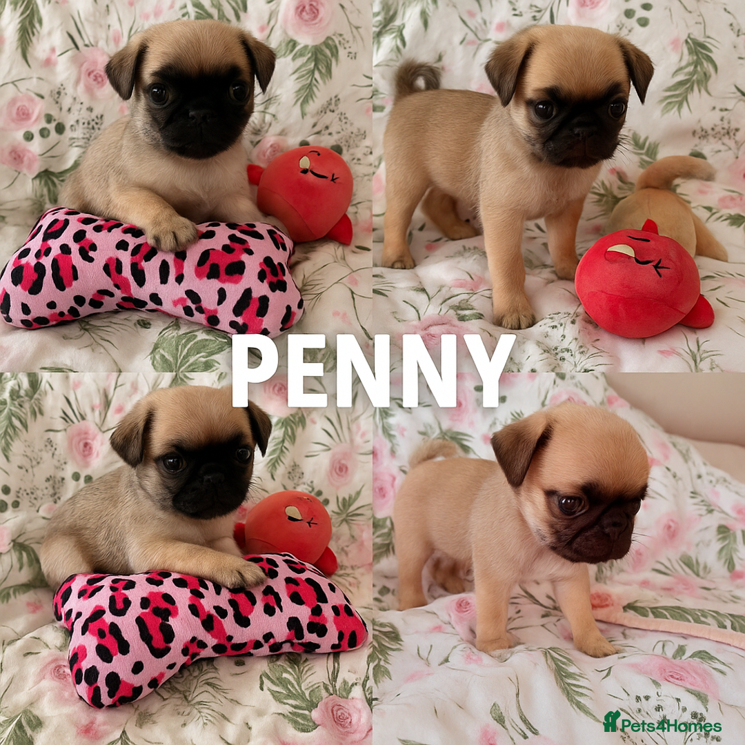 Pug dogs for sale: 🐾 💖Pugs & Kisses Available Here!🐾💖  - Image 4