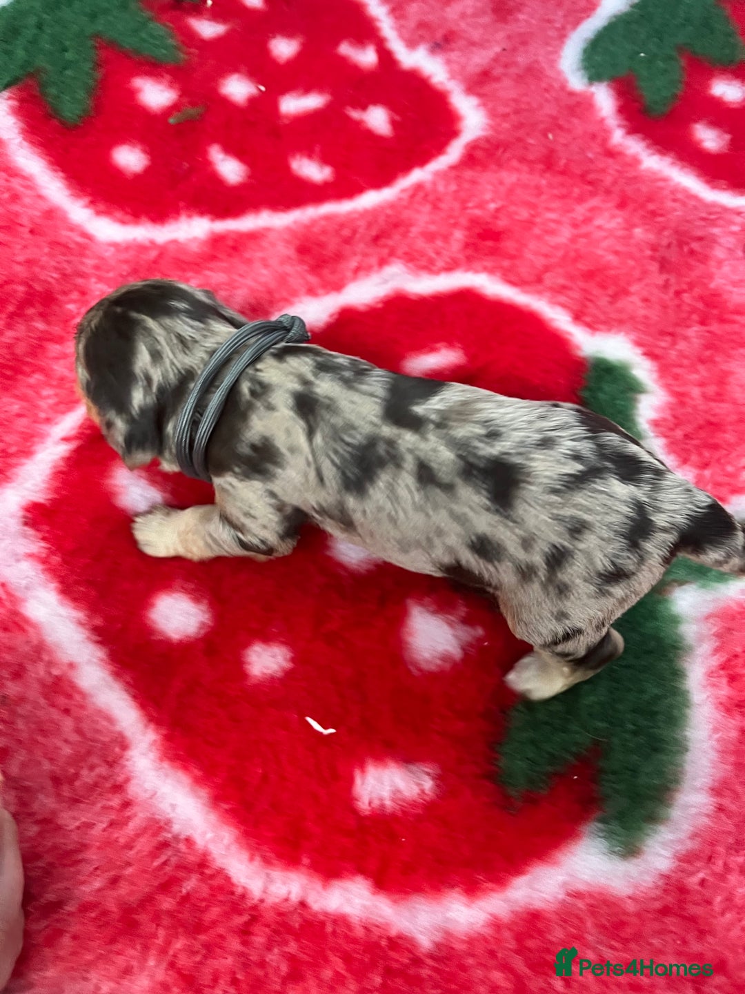 Cockapoo dogs for sale: Cockapoo puppies Rainbow litter  - Image 13