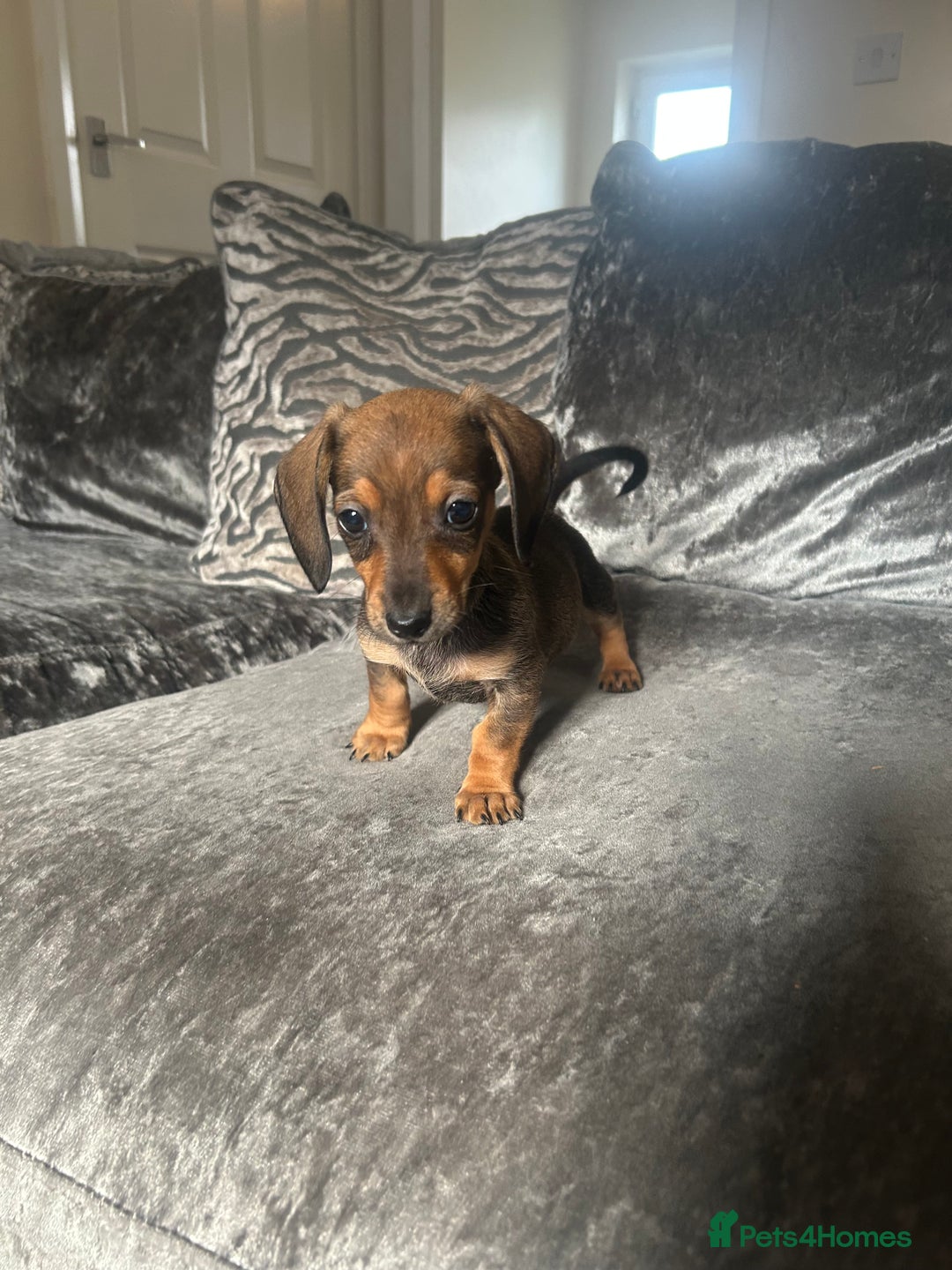 Miniature Dachshund dogs for sale: Miniature daschund puppies  - Image 7