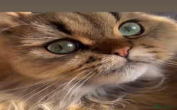 Persian cats for sale: GOLDEN PERSIAN BOY💎Looking for new home  - Image 3