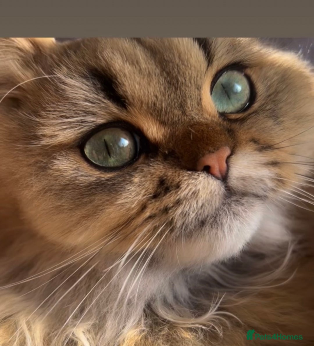 Persian cats for sale: GOLDEN PERSIAN BOY💎Looking for new home  - Image 3