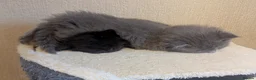 Ragcoon cats for sale: Ragdoll x maine coon kittens -bl&w boy & grey girl - Advert 7