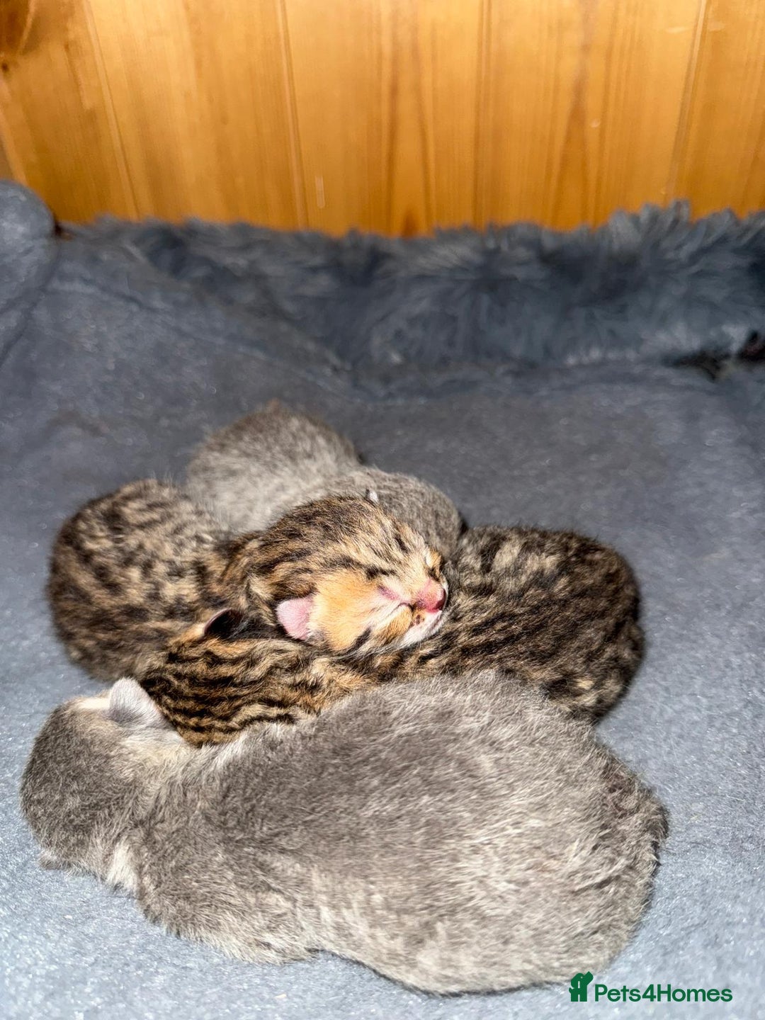 British Shorthair cats for sale: British shorthair kittens - Advert 2