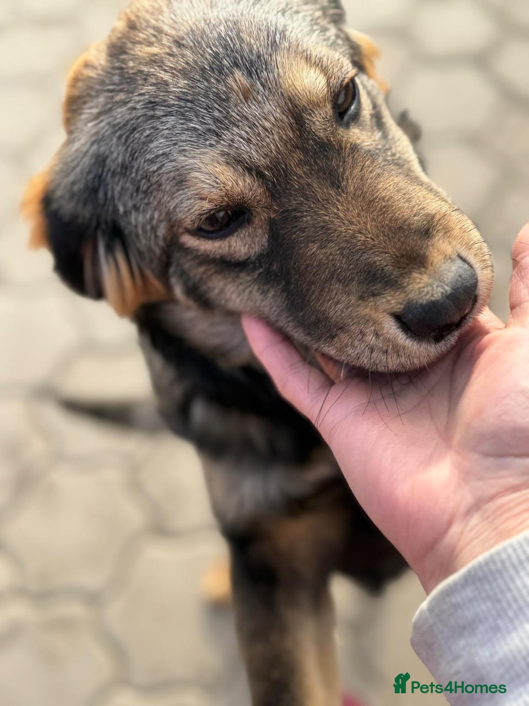 Mixed Breed dogs for adoption: RITA – a Superb young Girl for a Loving Home - Advert 32