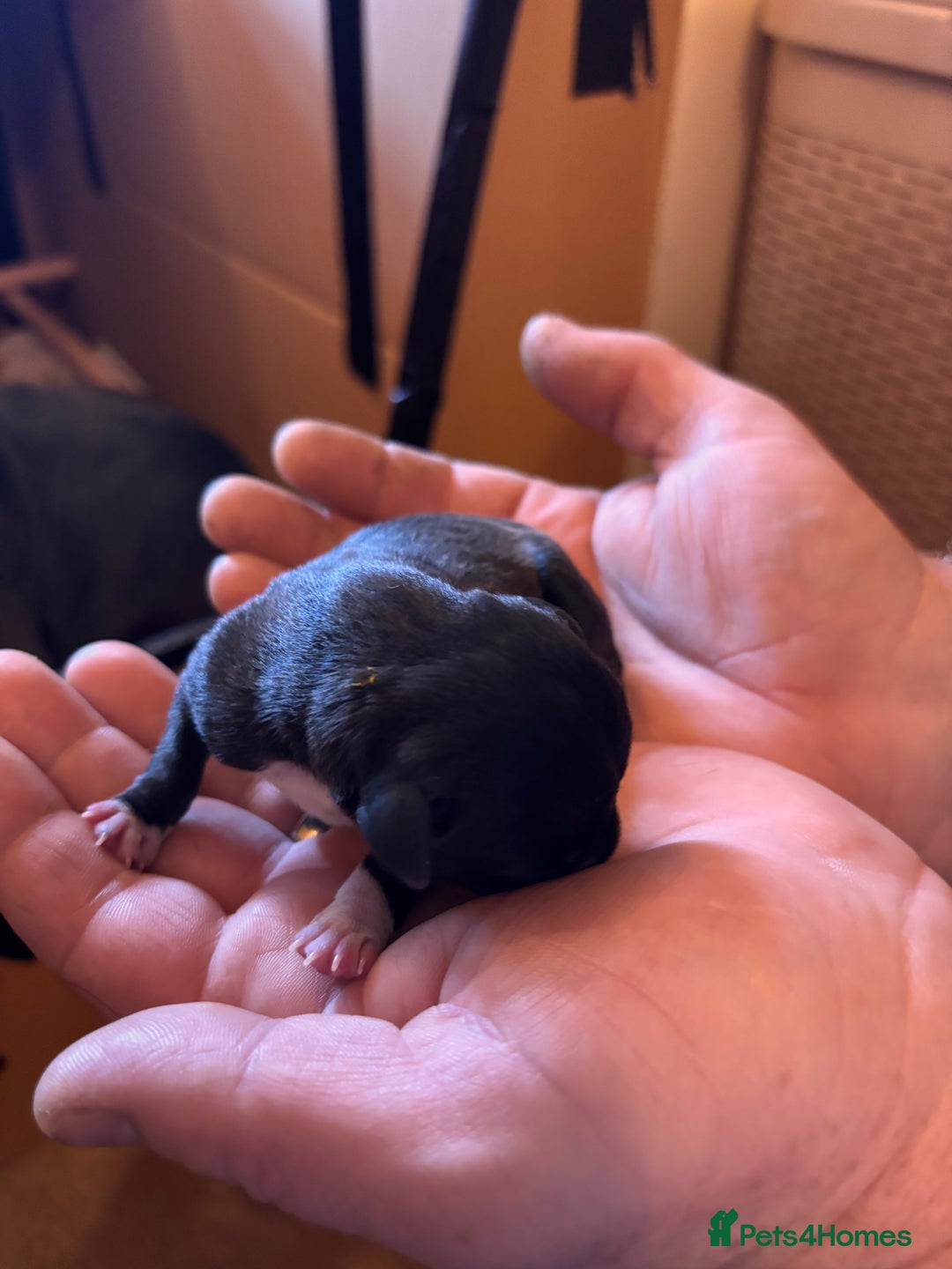 Staffordshire Bull Terrier dogs for sale: Kc reg pied, blue and black Staffies  - Advert 7