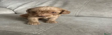 Cockapoo 1