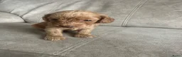 Cockapoo dogs for sale: F1 Cockapoos - Advert 5
